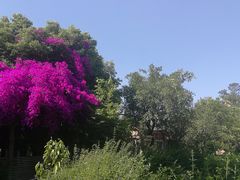 -三圣花乡旅游区