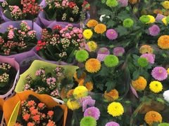 -双季花艺园艺市场(浦东店)