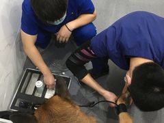 -伟伟宠物医院·CT影像中心·瑞派犬猫综合性门诊(汉口总院)