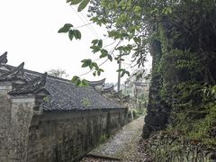 -桑洲油菜花景区