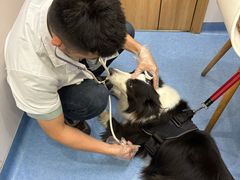-博特宠物医院24h犬猫全科.骨科·异宠