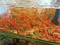 -胜海大排档·海鲜·黄鳝饭(十年老店)