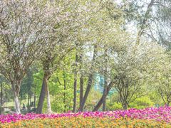 -铁山坪森林公园