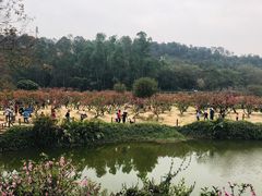 -南国桃园旅游度假区