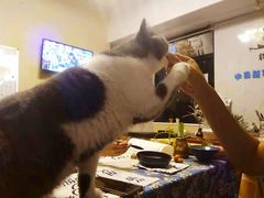 -猫音日语留学培训