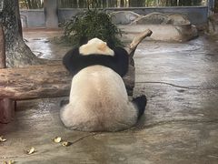 -海南热带野生动植物园