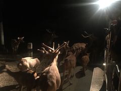 -清迈夜间动物园