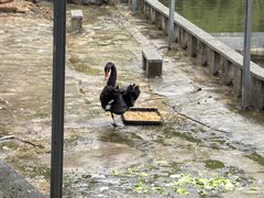 -合肥野生动物园