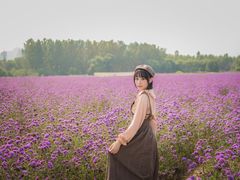 -北京东方普罗旺斯薰衣草庄园