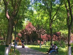 -大兴滨河森林公园