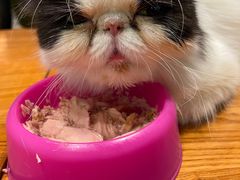 -猫小院猫主题餐厅(三里屯店)