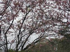 -南山植物园