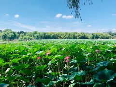 -长春市南湖公园