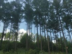 -塞罕坝国家级自然保护区