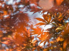 -广州市帽峰山景区
