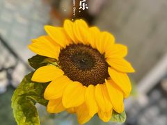 -Home Cafe(水榭春天店)