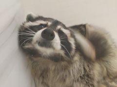 -浣熊柯尔鸭土拨鼠·电玩咖