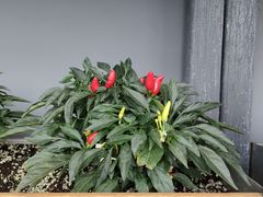 -中国天府农业博览园