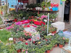 -桂林市花鸟市场