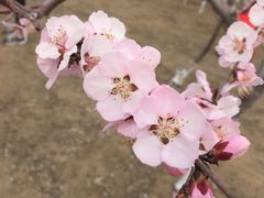 -大兴滨河森林公园