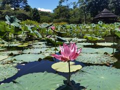 -中国科学院西双版纳热带植物园
