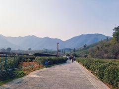-龙坞茶村