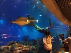 -海棠湾洲际-涛·海底餐厅·美人鱼·自助餐·海底隧道