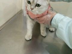 -荣耀金沙动物医院(清江西路店)