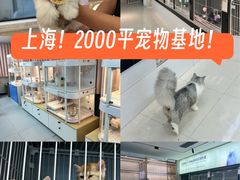 -翊宠yipet猫狗购宠庄园犬舍•猫舍
