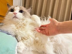 -欣宠猫屋·矮脚拿破仑·蓝金金渐层