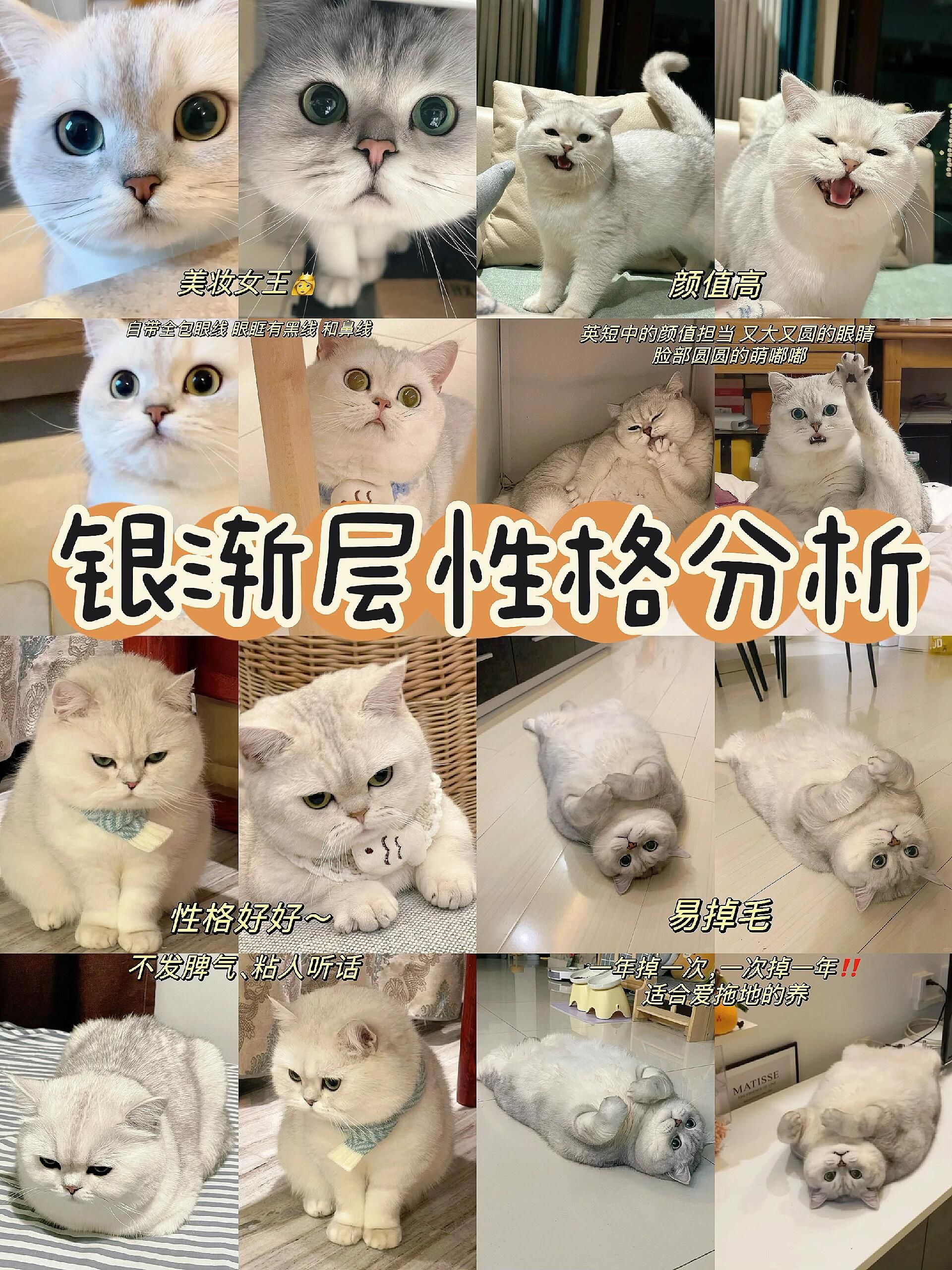 新手养猫必看!英短银渐层太香啦😻