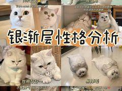 -猫十亿·布偶金渐层·曼基康矮脚猫舍(青年路店)