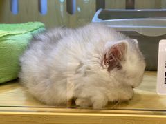 -momokira米努特·德文卷毛猫·棉花面纱犬