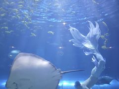 -华夏文旅海洋公园