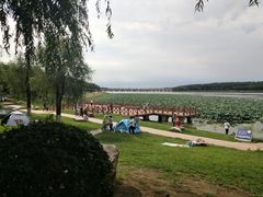 -丁香湖公园