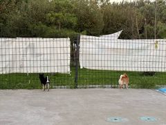 -爪吧宠物乐园 (温榆河示范区店)