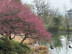 -西溪国家湿地公园