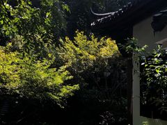 -十八棵（老龙井）御茶园(老龙井店)