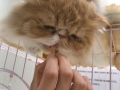 -藏猫猫咖啡主题馆(中央大道店)