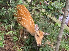 -大连森林动物园