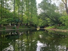 -上海共青森林公园