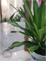 点击看大图 -尚艺造型.剪烫染.接发