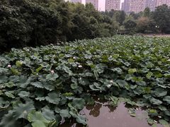 -龙头寺公园