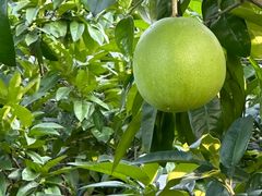 -青城山六善酒店·紫氣園中餐厅