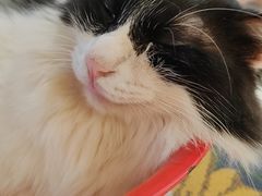 -平行世界·猫咖(首经贸店)