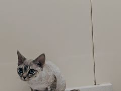 -佩兹宠物医院肿瘤专科·眼科·牙科(黄浦店)