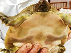 红焖老鳖-廣味潮鲜·一品潮滋味(五道口店)