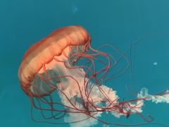 -多彩贵州城极地海洋世界