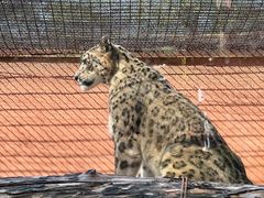 -青藏高原野生动物园