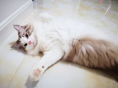 -联合动物医院(光谷诊疗中心)